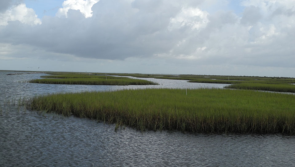 Restored Salt Marshes in Dalehite Cove