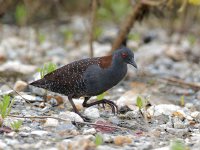 Black Rail