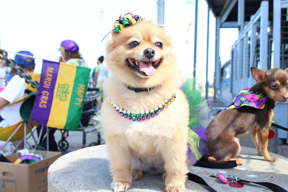 Dogs decorated for Mardi Gras