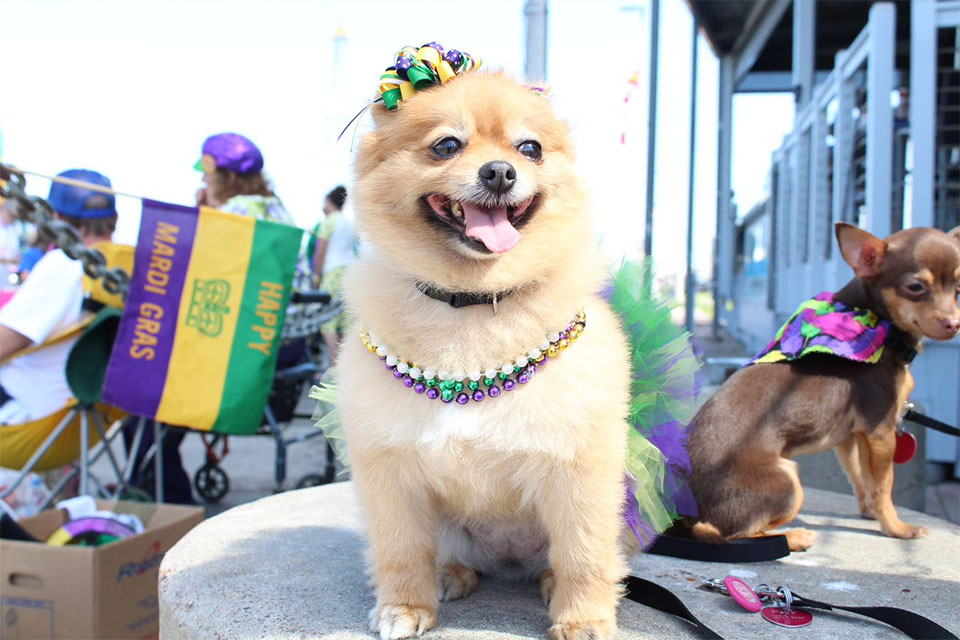 Dogs decorated for Mardi Gras Dogs decorated for Mardi Gras