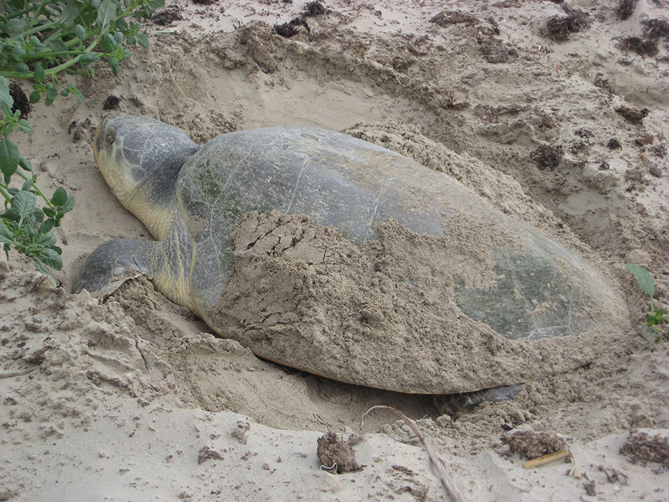 Nesting Kemp's Ridley Sea Turtle