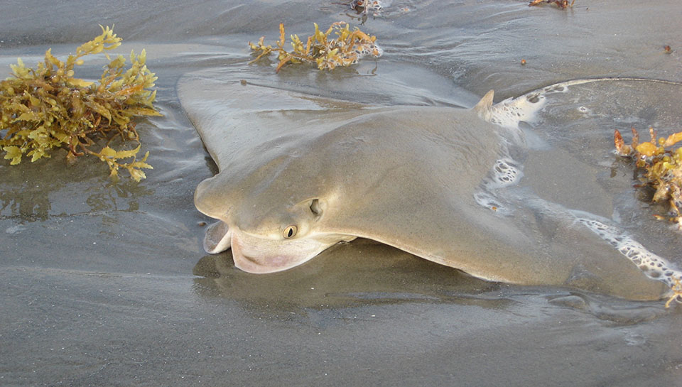 Stranded Cownose Ray