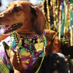 Two Dachshunds with Beads