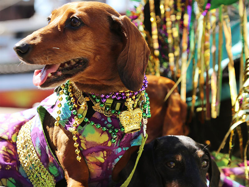 Two Dachshunds with Beads