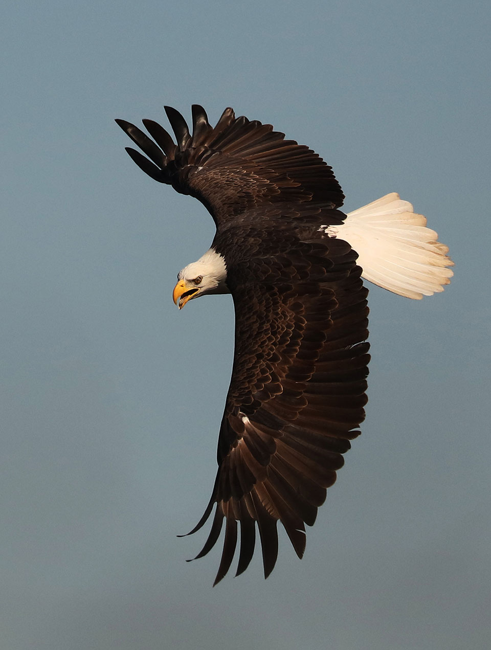 Bald Eagle by Debbie Stuck