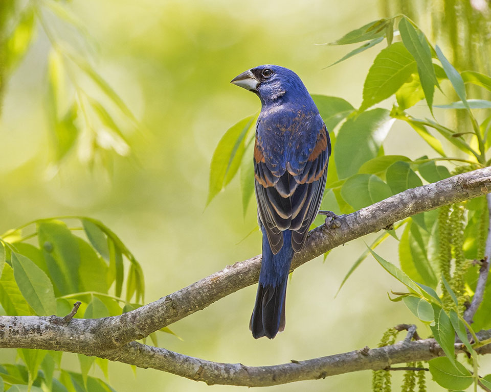 Blue Grossbeak by Karl Hoeffner