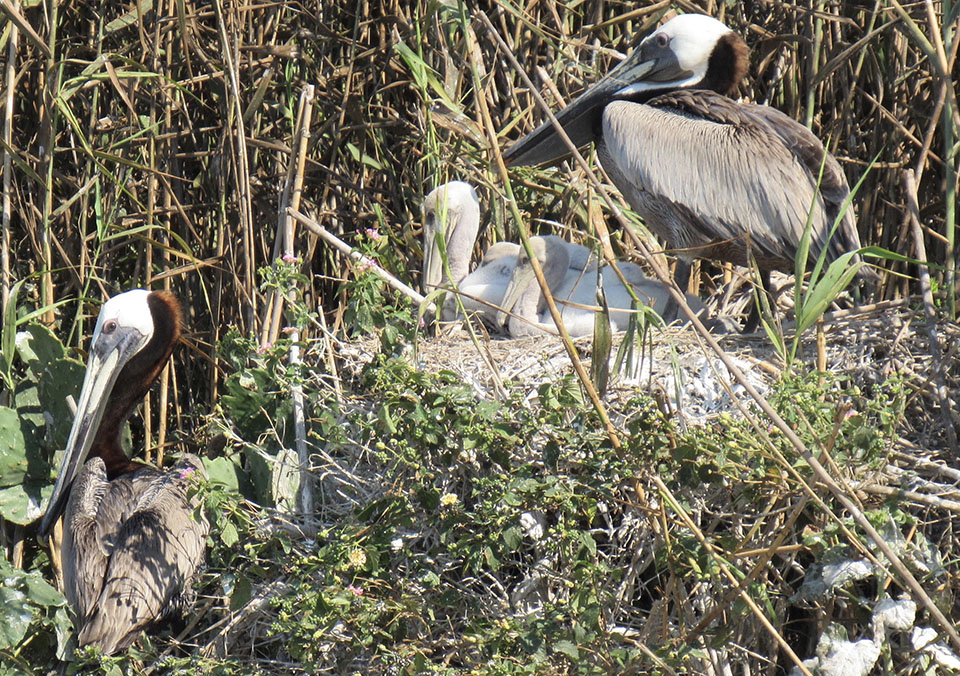 Brown Pelican Chicks