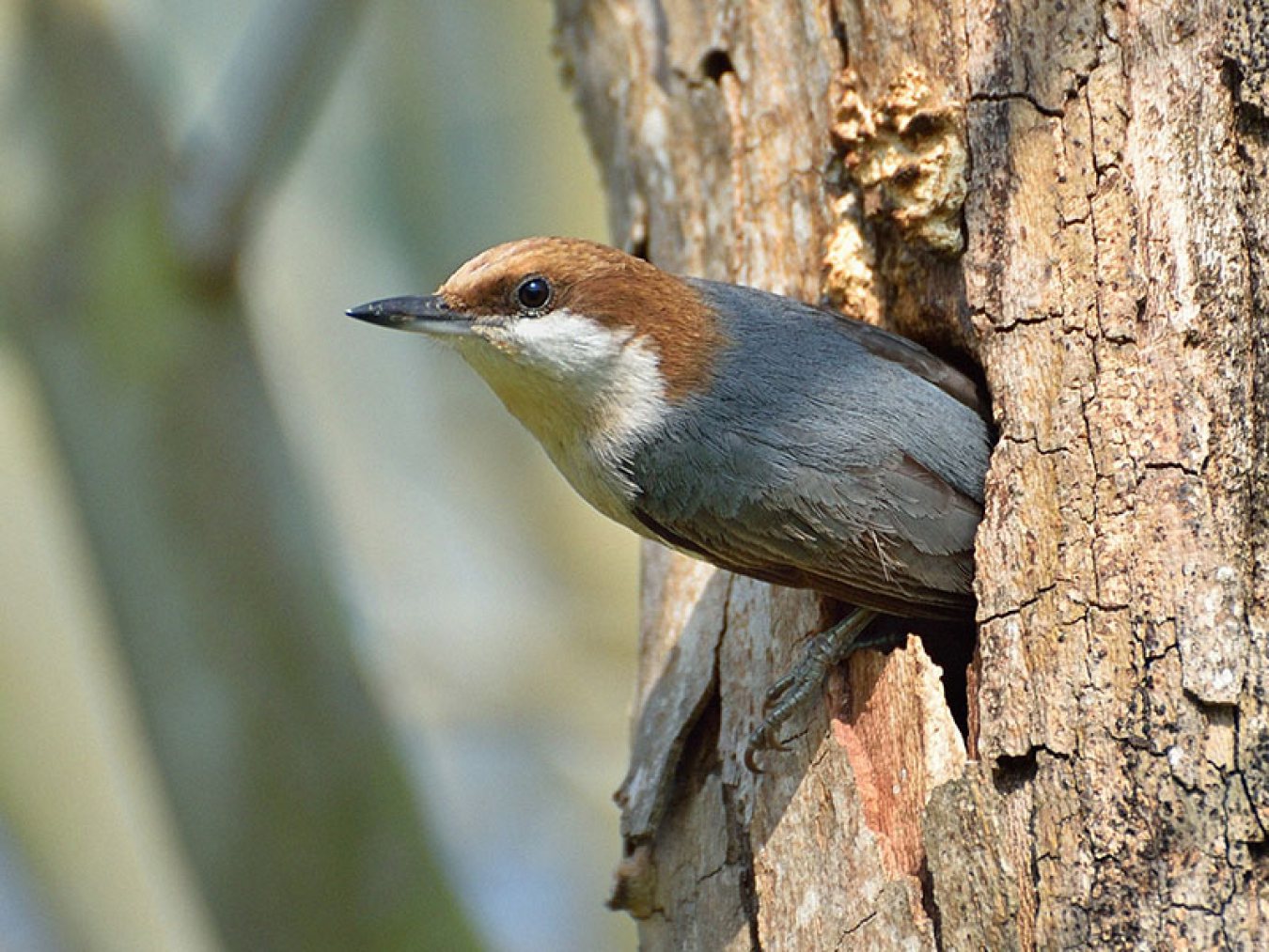 Brown-headed Nuthatch by Scott Meyer