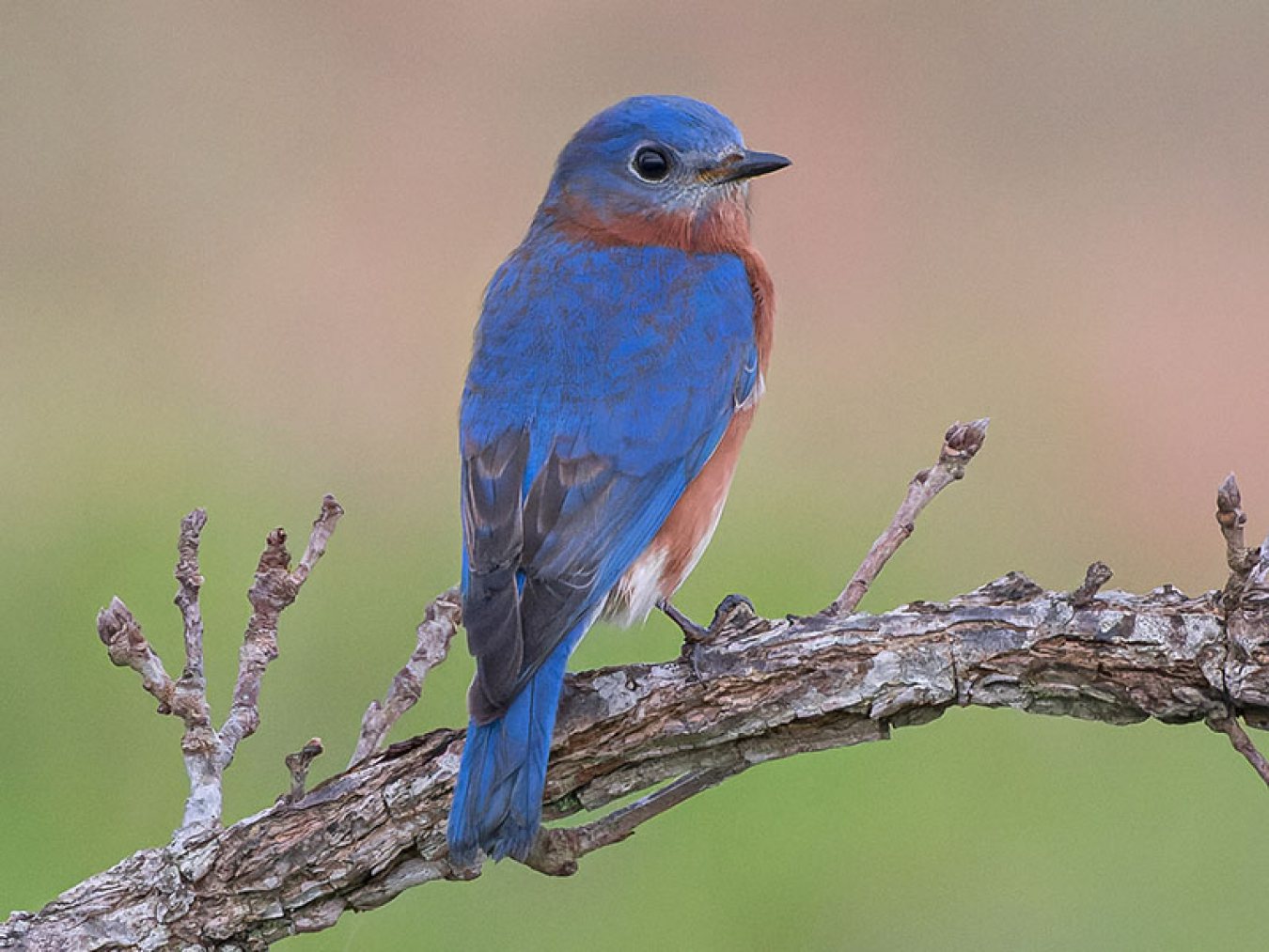 Eastern Bluebird by Karl Hoeffner