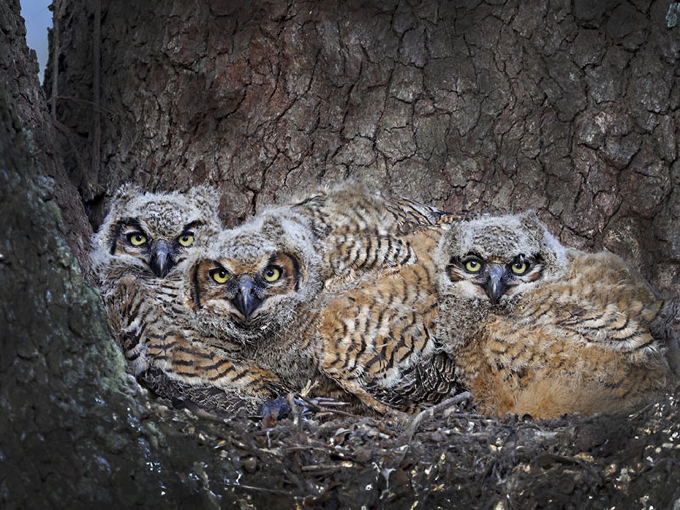 Great Horned Owl by John Phillips