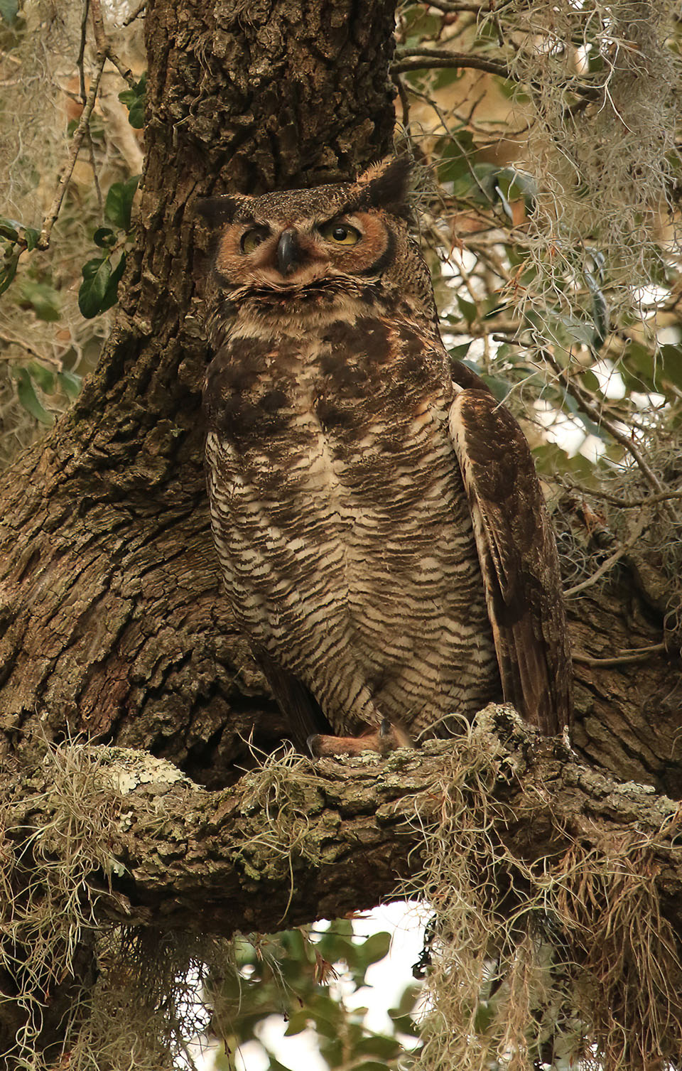 Great Horned Owl by Lea Safley