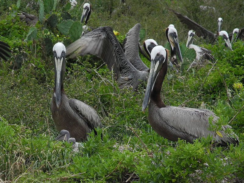Nesting Brown Pelicans