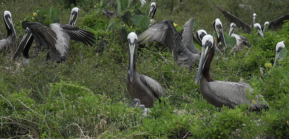 Nesting Brown Pelicans