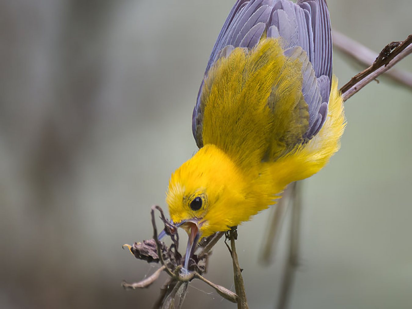 Prothonotary Warbler by Stephen Mayeux
