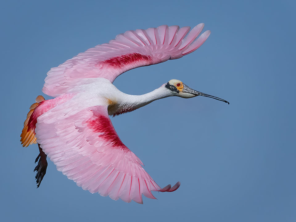 Roseate Spoonbill by Stephen Mayeux