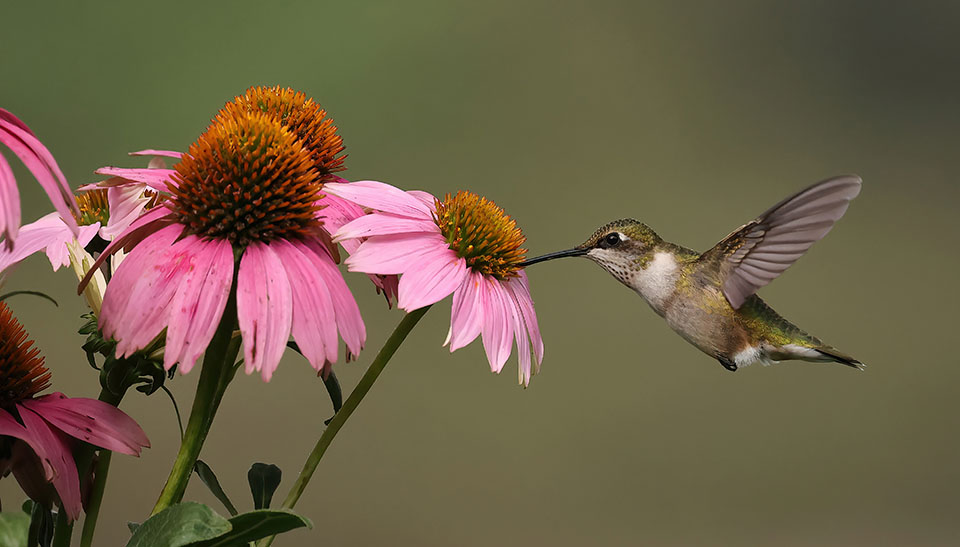 Ruby-throated Hummingbird by Dan Lotan