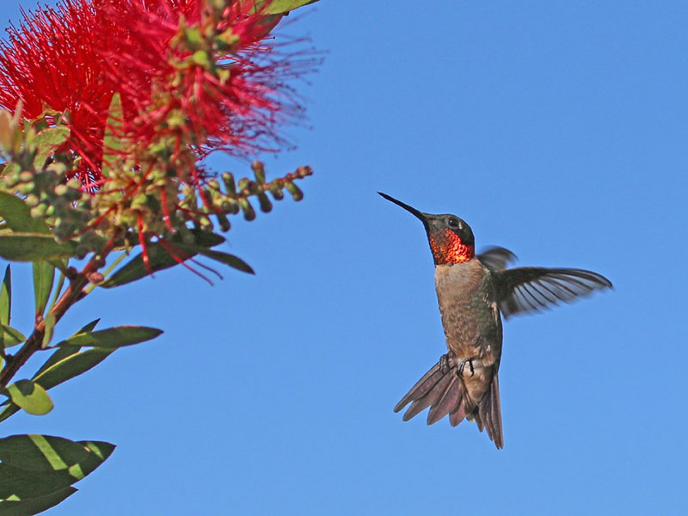 Ruby-throated Hummingbird by David Rassin