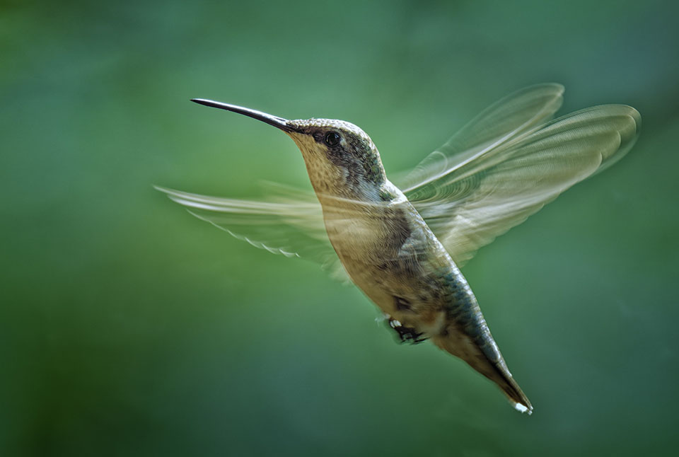 Ruby-throated Hummingbird by Joseph V Smith