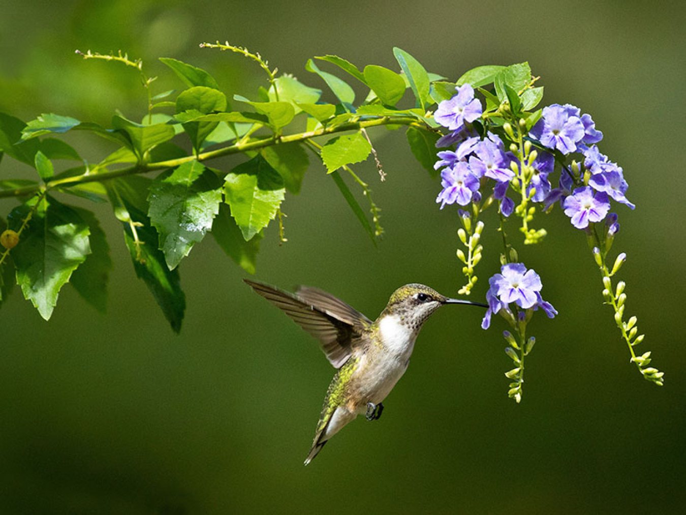 Rufous Hummingbird by Janet Chung
