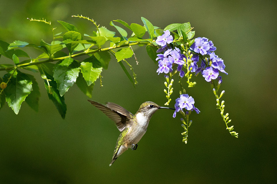 Rufous Hummingbird by Janet Chung