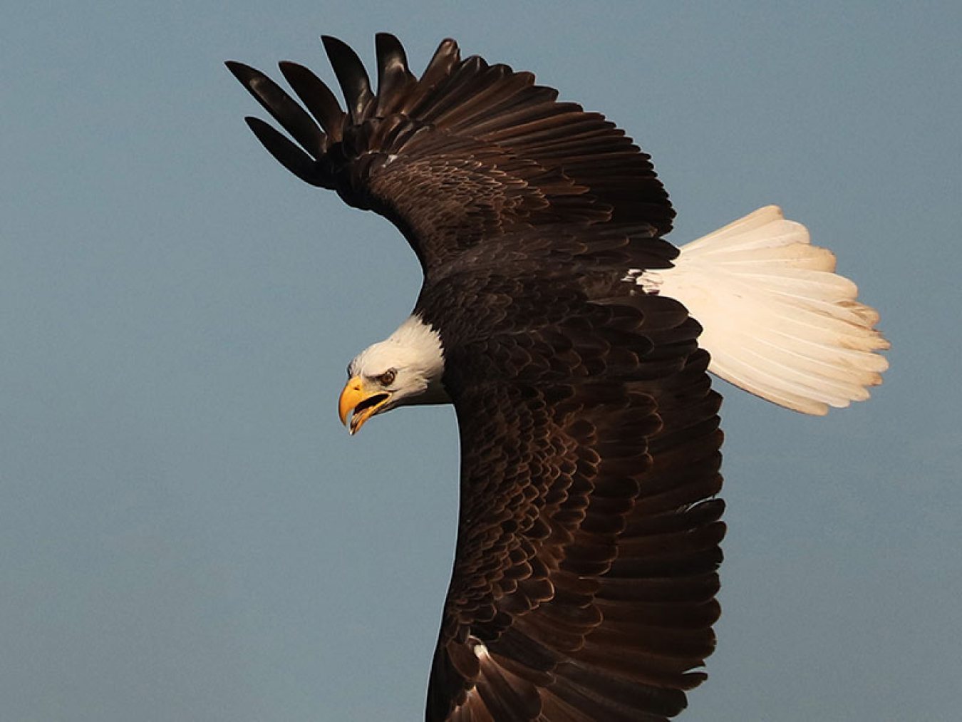 Bald Eagle by Debbie Stuck