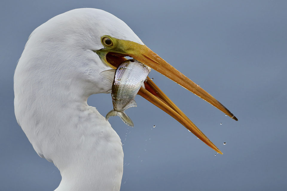 Great Egret by Dan Lotan