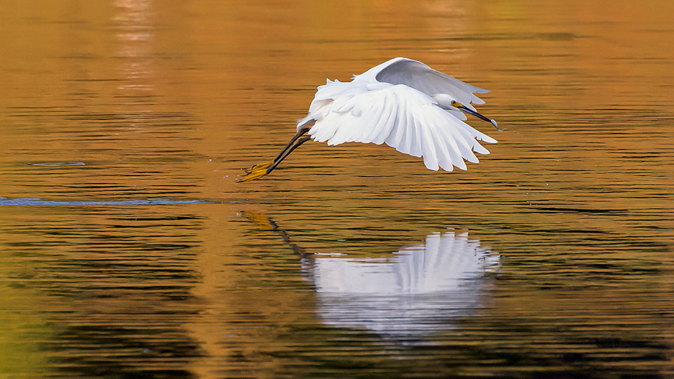 Snowy Egret by Karl Hoeffner