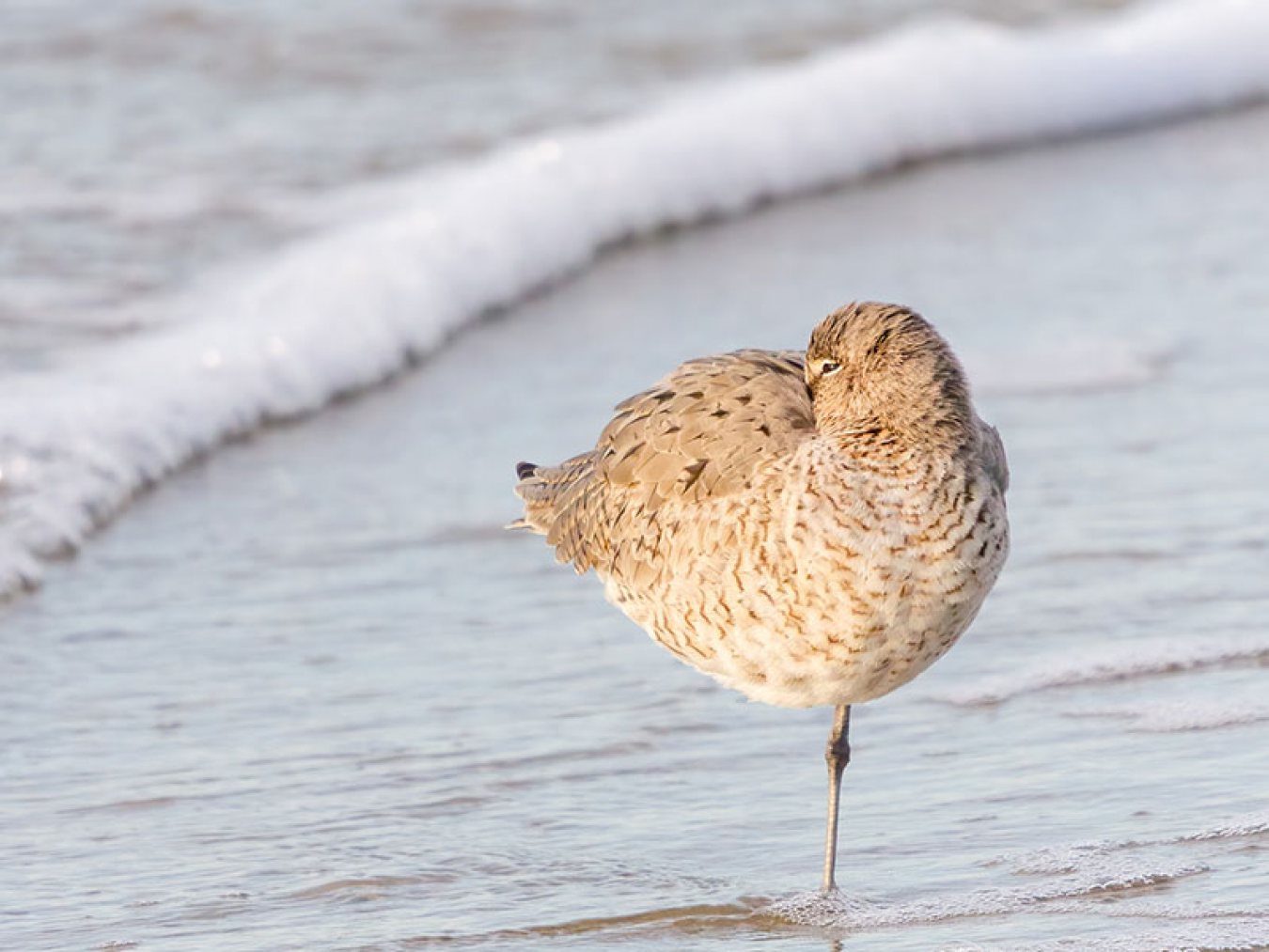 Willet by Julie Chapa