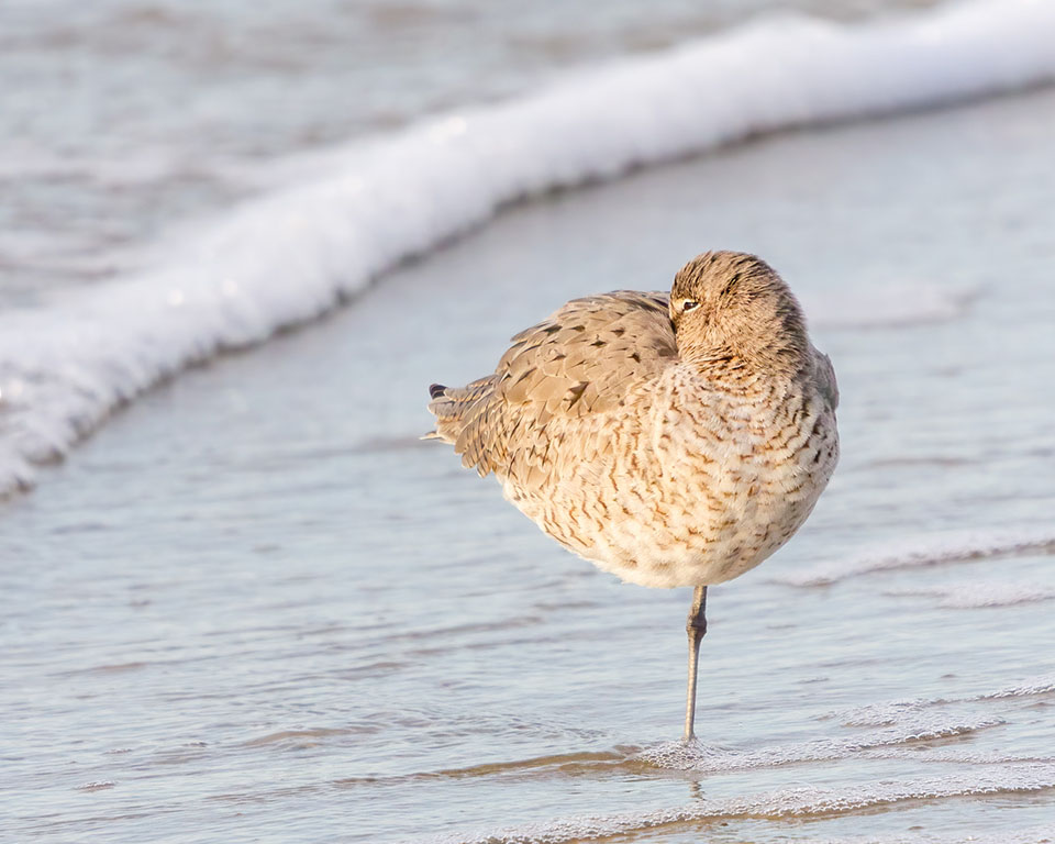 Willet by Julie Chapa