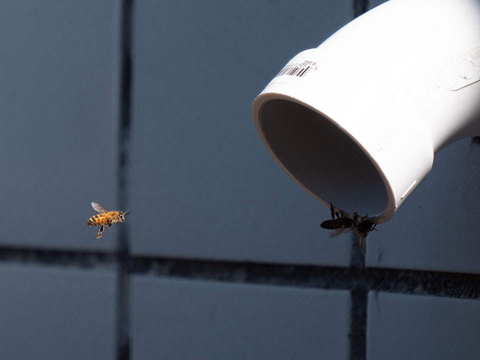 European Honey Bee Approaching Entrance to Exhibit