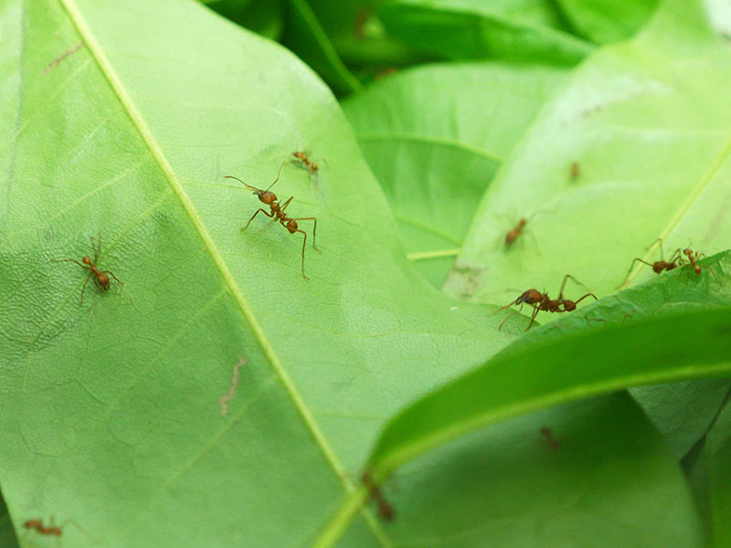 Leafcutter Ants