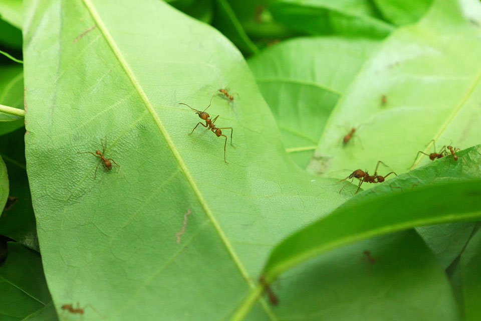 Leafcutter Ants