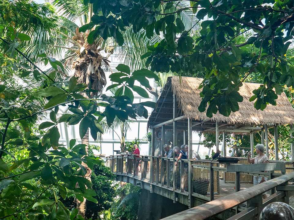 Research Hut on the Canopy Level of Rainforest Pyramid