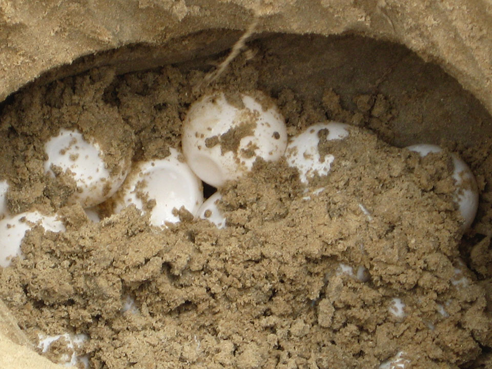 Sea turtle eggs in excavated nest