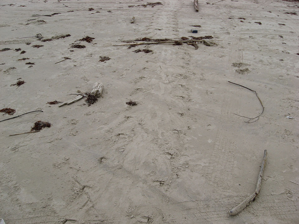 Sea turtle tracks in the sand