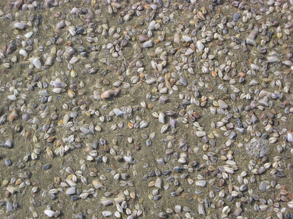 Bean Clams on Beach