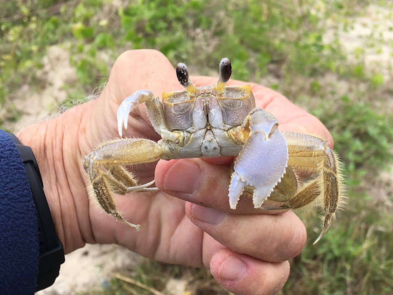 Ghost Crab