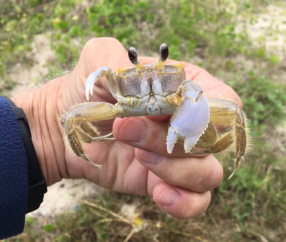 Ghost Crab Ghost Crab