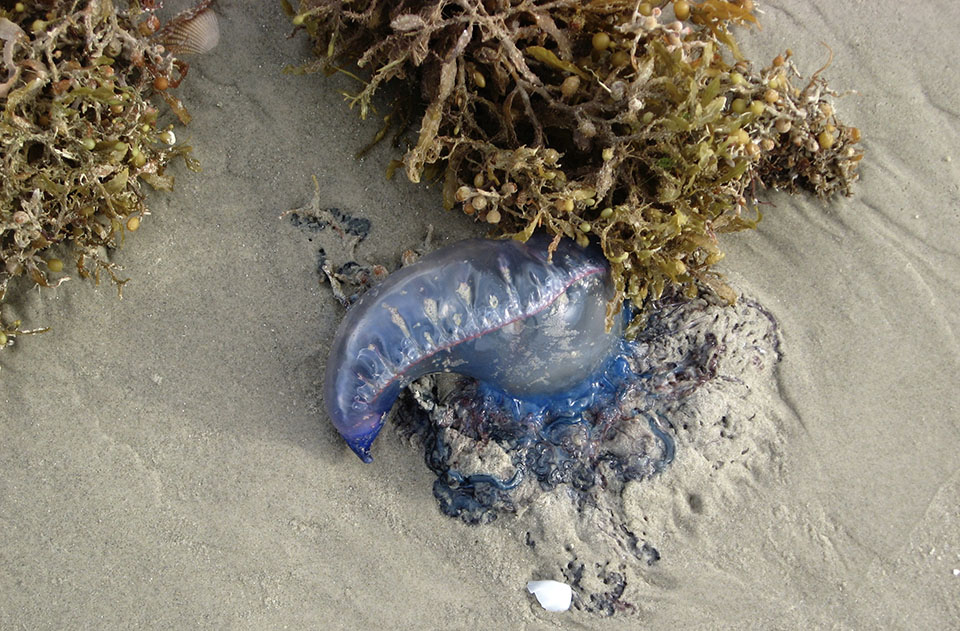 Stranded Seaweed and Portuguese Man-o-war