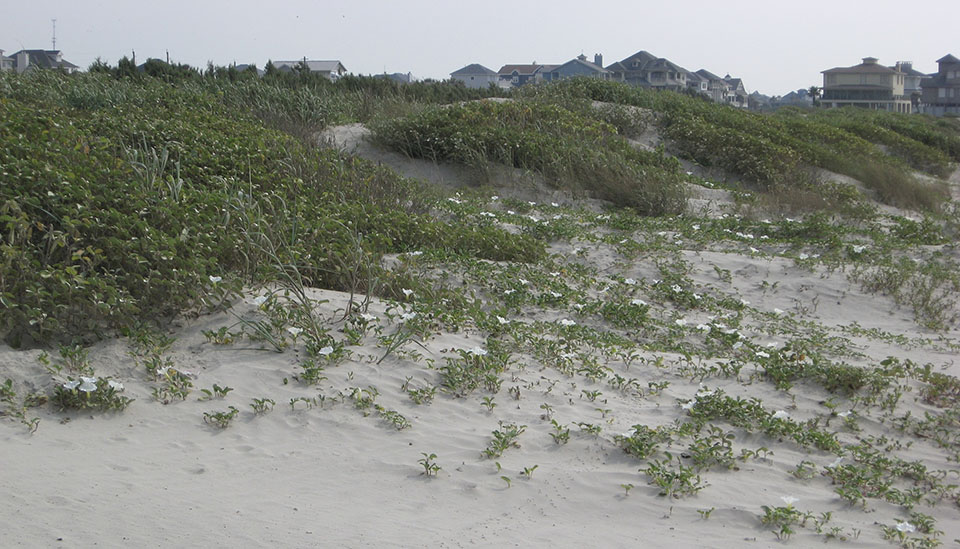 White Flowers of Beach Morning Glory