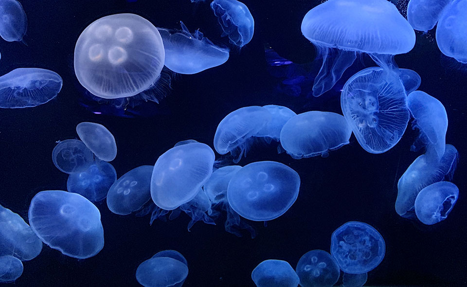 Moon jellyfish