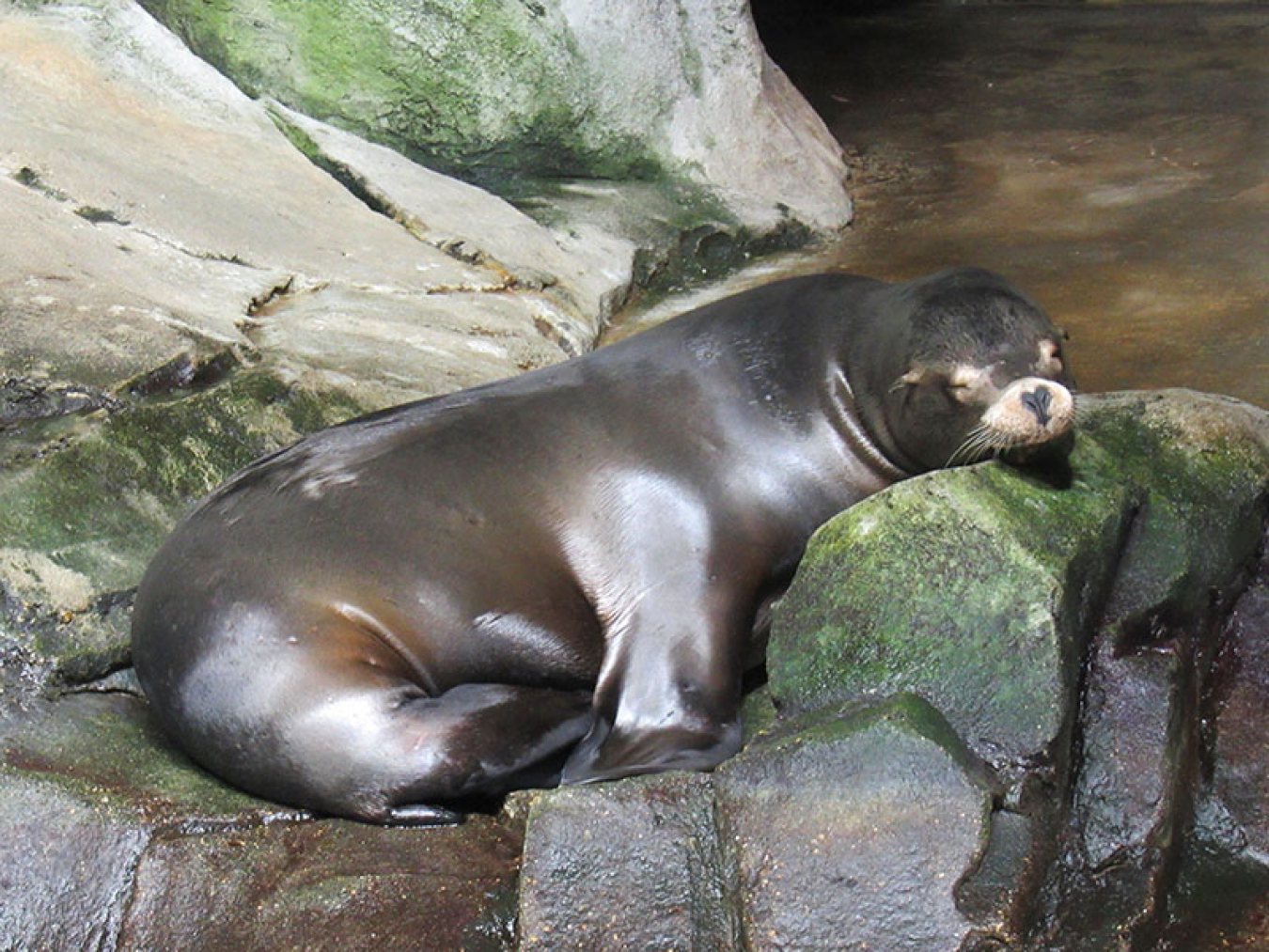 Sea lion at rest
