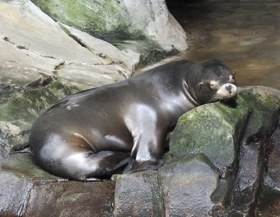 Sea lion at rest