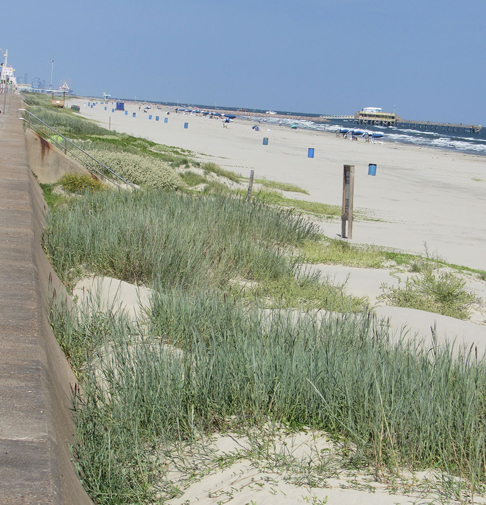 Dune Development at Babe's Beach in late 2022