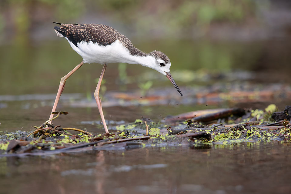 Black-necked Stilt by Scott Meyer