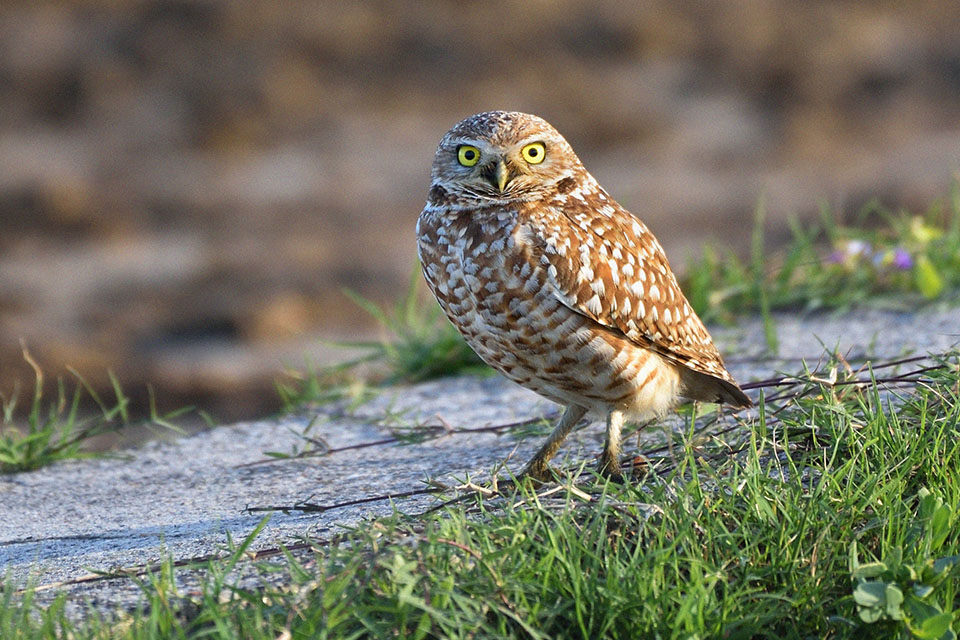 Burrowing Owl by Scott Meyer