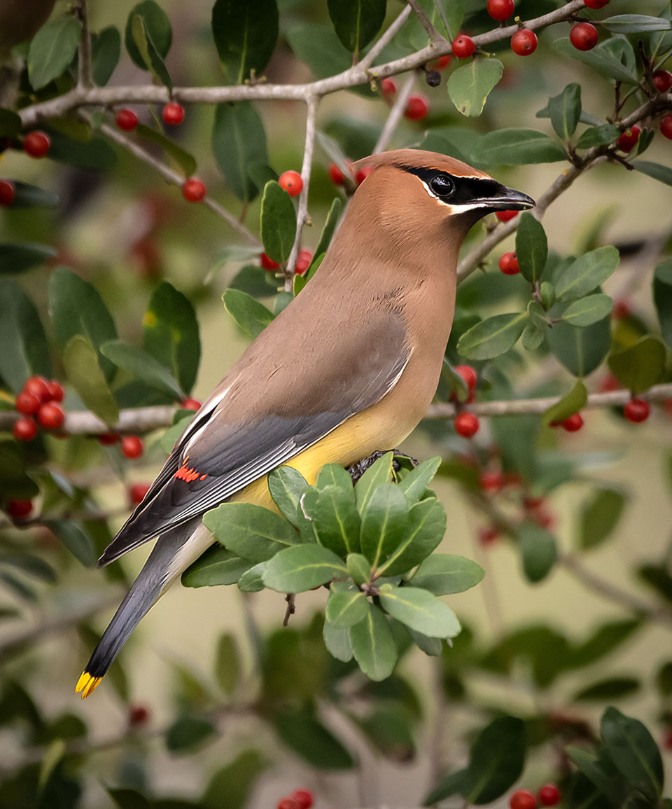 Cedar Waxwing by Steve Schuenke