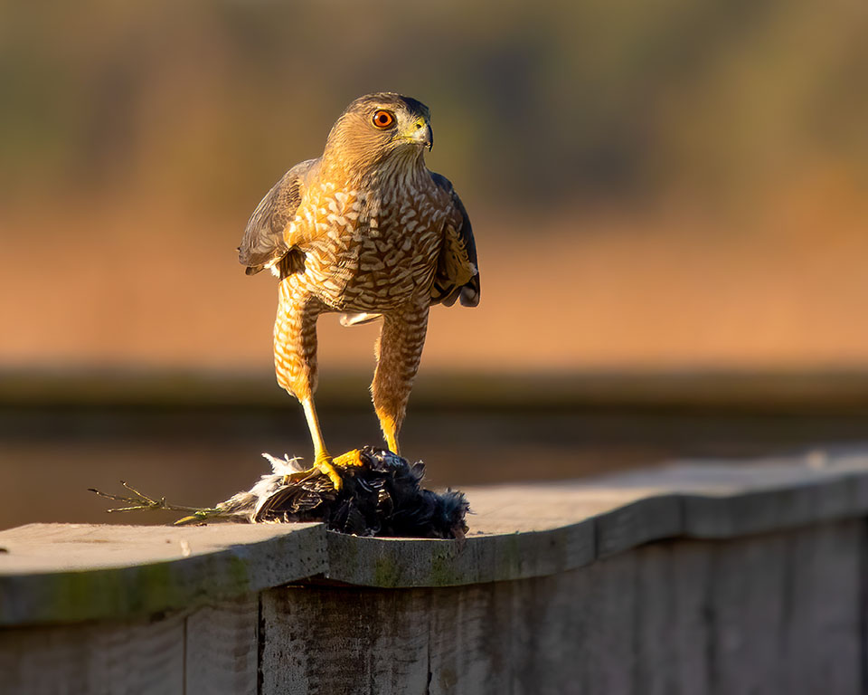 Cooper's Hawk by Julie Chapa