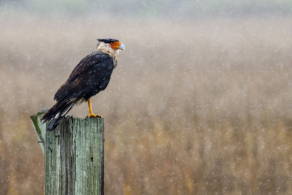 Crested Caracara by Ed Ferrin