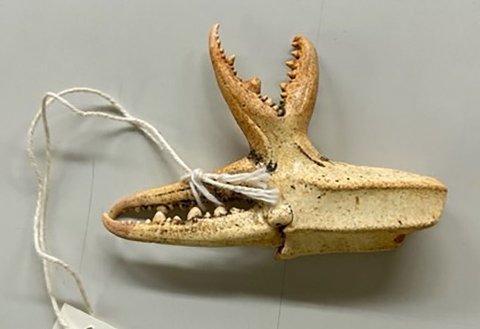 Double Crab Claw Caught by W.A. Schley at the South Jetty in Galveston